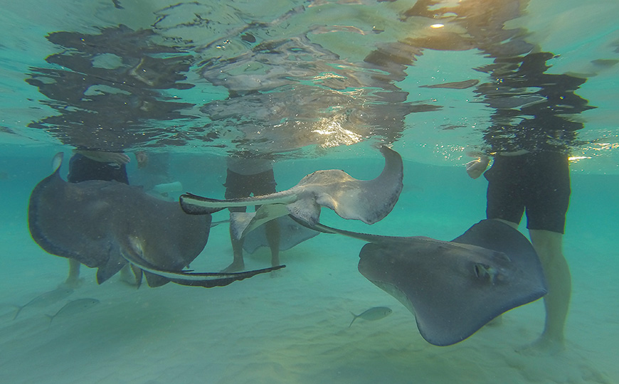 Grand Cayman Snorkeling