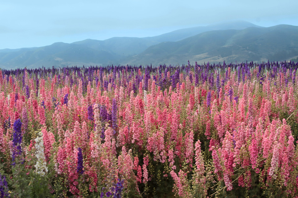 Lompoc Flower Fields