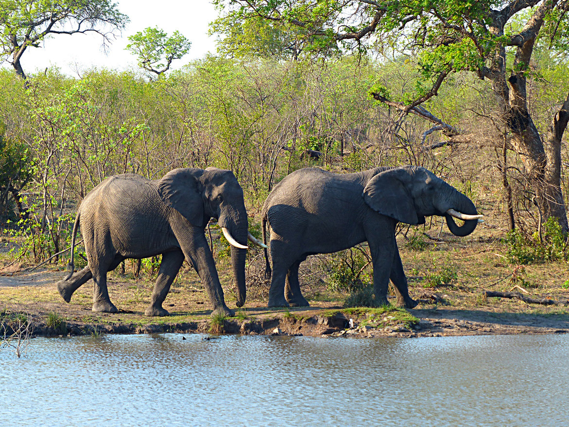 South Africa Elephants